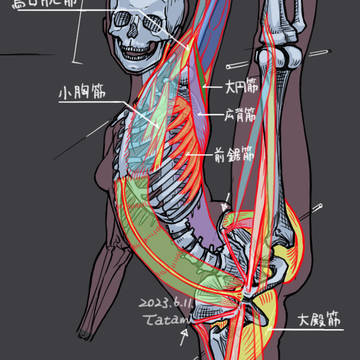 how to draw, human body, skeleton / 女性の骨格と筋肉の練習