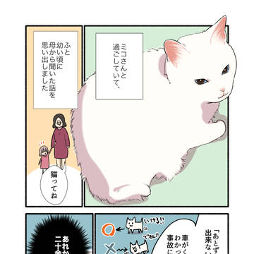cat, essay, essay manga / 猫は「あとずさり」ができないってマ？