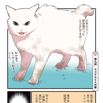 original, cat, essay / 【愛されたがりの白猫ミコさん】人間の食べ物を奪おうとする猫の話