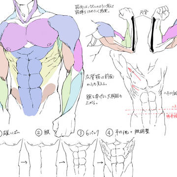 tutorial, how to draw, muscle / 個人的筋肉の描き方