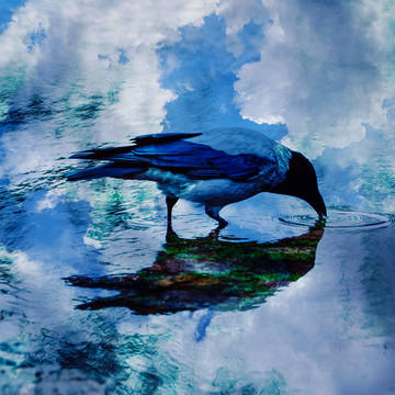 water surface, fantasy, wild bird / 水面幻鳥