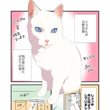 original, essay, cat / 【書籍化🎉】白い猫と暮らしている漫画⑨
