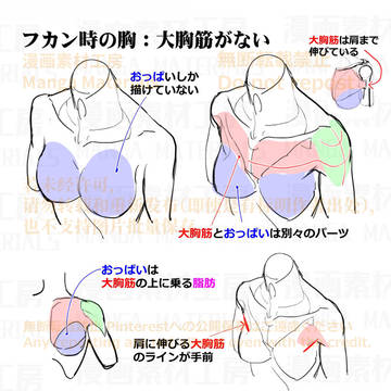 how to draw, human body, body / 個人メモ：フカン時の胸肩