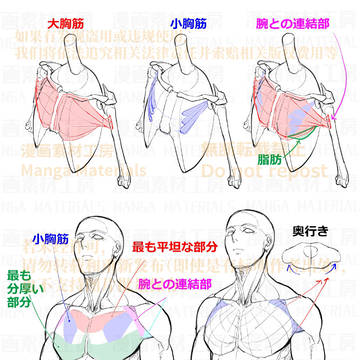 how to draw, human body, body / 個人メモ：肩胸周りの構造