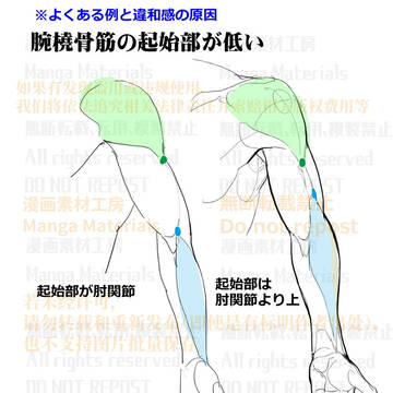 how to draw, human body, body / 個人メモ：腕の筋肉構造