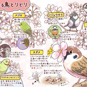 original, animal, birds / 花見と一緒に鳥見もいかがでしょうか