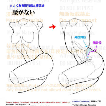 how to draw, human body, body / 個人メモ：外腹斜筋
